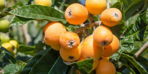 Mushmula: užitečné vlastnosti a jak růst doma?